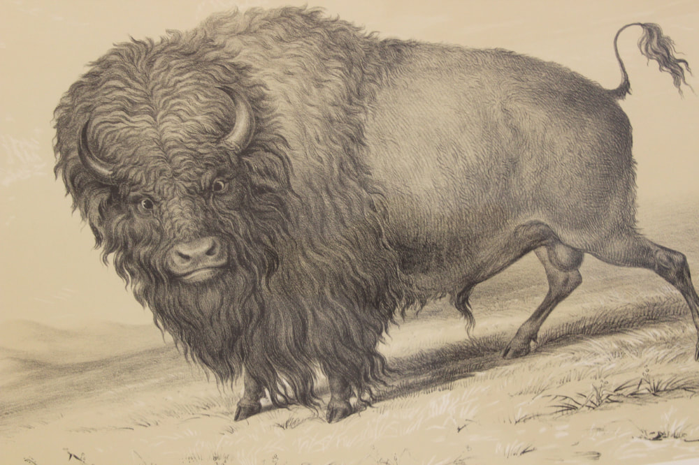 George Catlin Buffalo Bull Grazing ART Canvas print